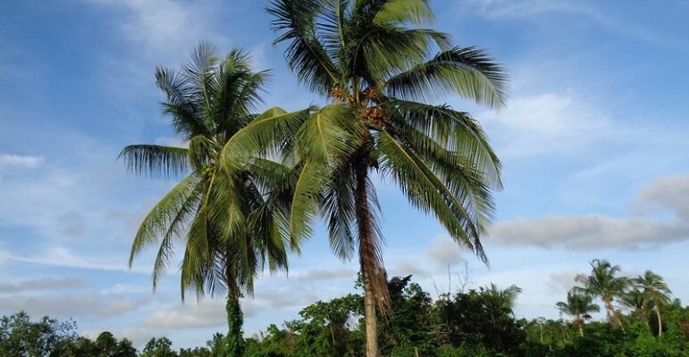 Tropical Trees Palm trees